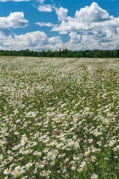 Canada Field of common daisy flowers